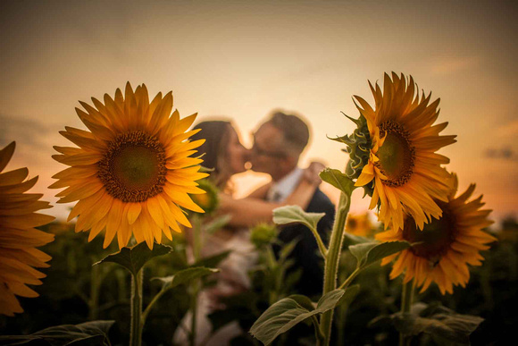 Kiss and sunflowers