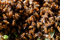 Le api sciamano