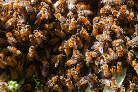 Le api sciamano
